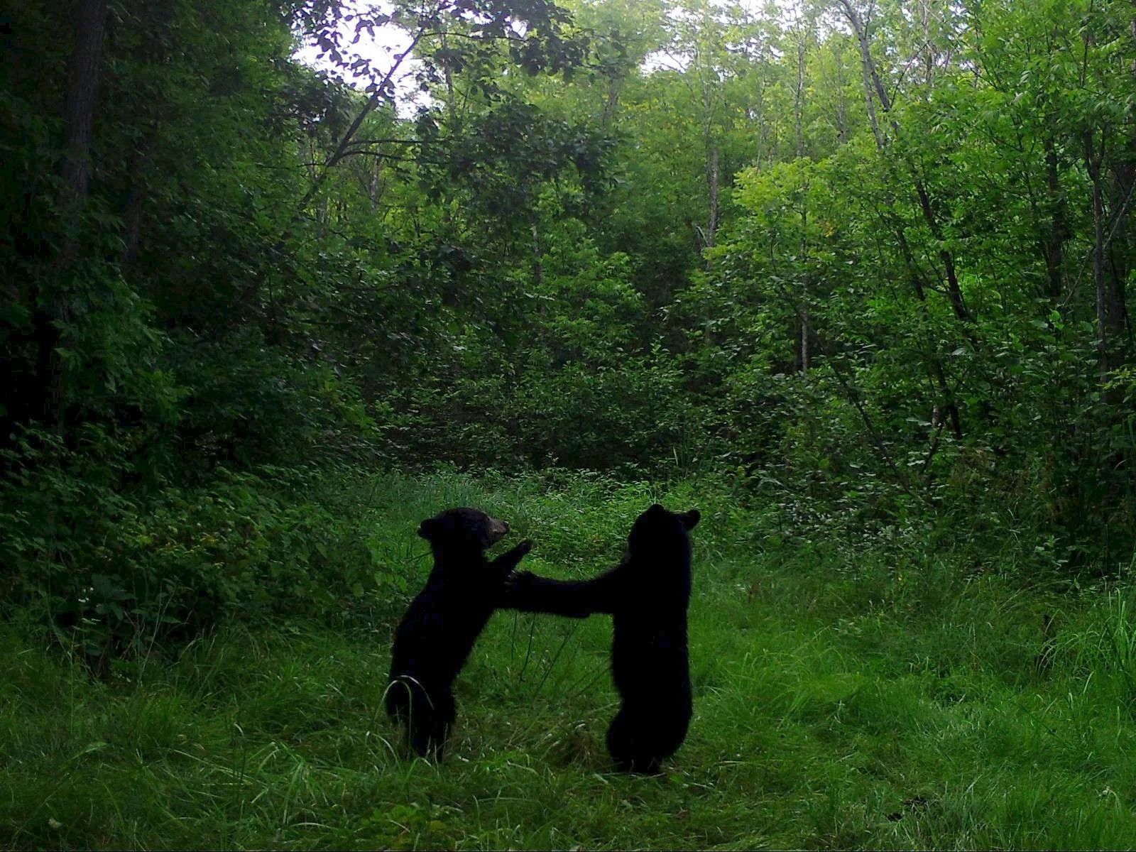 Clark_Bear_Cubs_SSWI000000009609277B_Edit.jpg